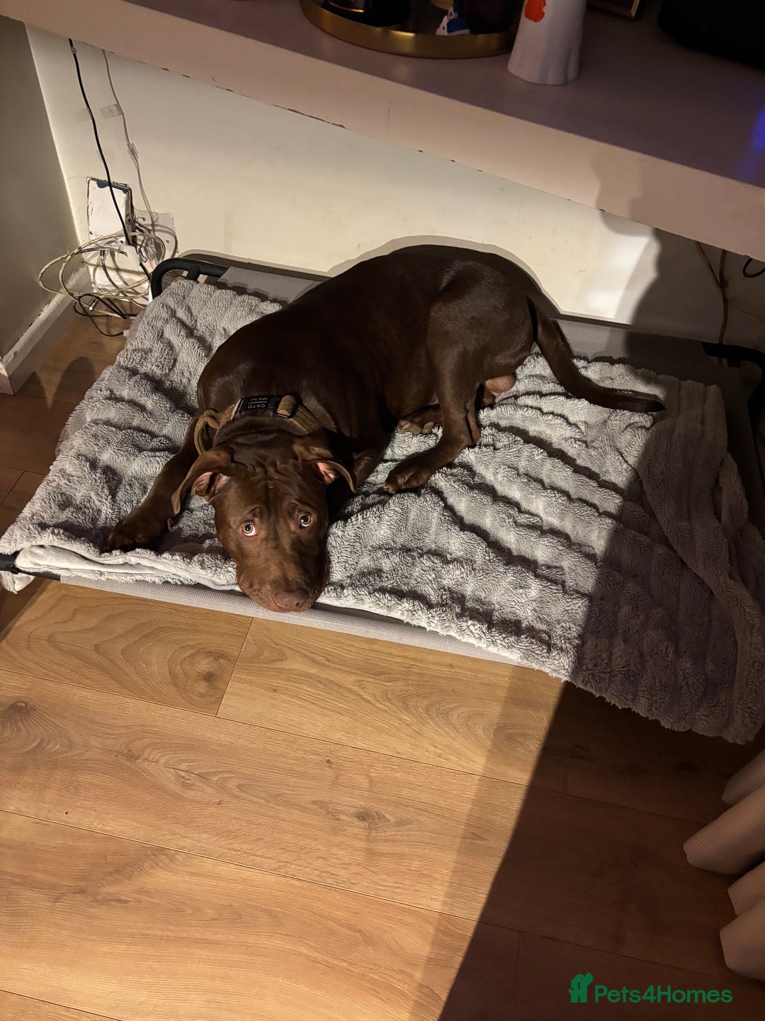 Mixed Breed dogs for sale: 8 month old male staffy x American bulldog  - Advert 4