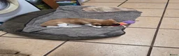 Mixed Breed dogs for sale: Little girl  in Fakenham - Advert 3