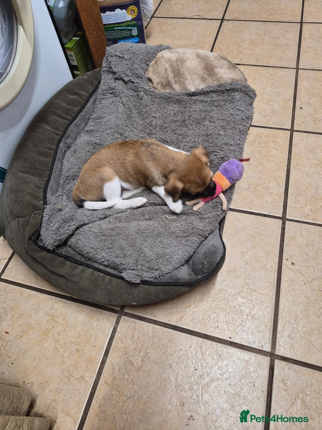 Mixed Breed dogs for sale: Little girl  in Fakenham - Advert 3