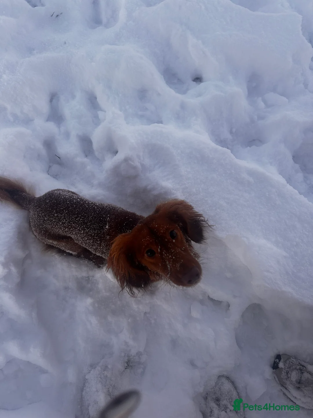 Dachshund dogs for sale: Dachshund for rehoming - Advert 2