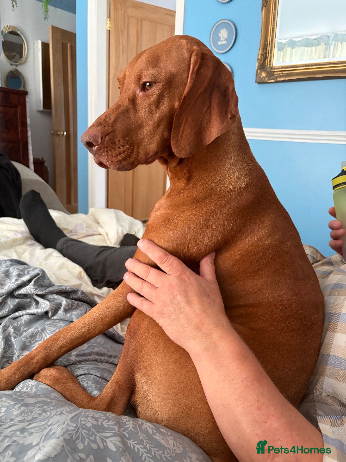 Hungarian Vizsla dogs 2 year old stunning athletic beautiful girl - Advert 9