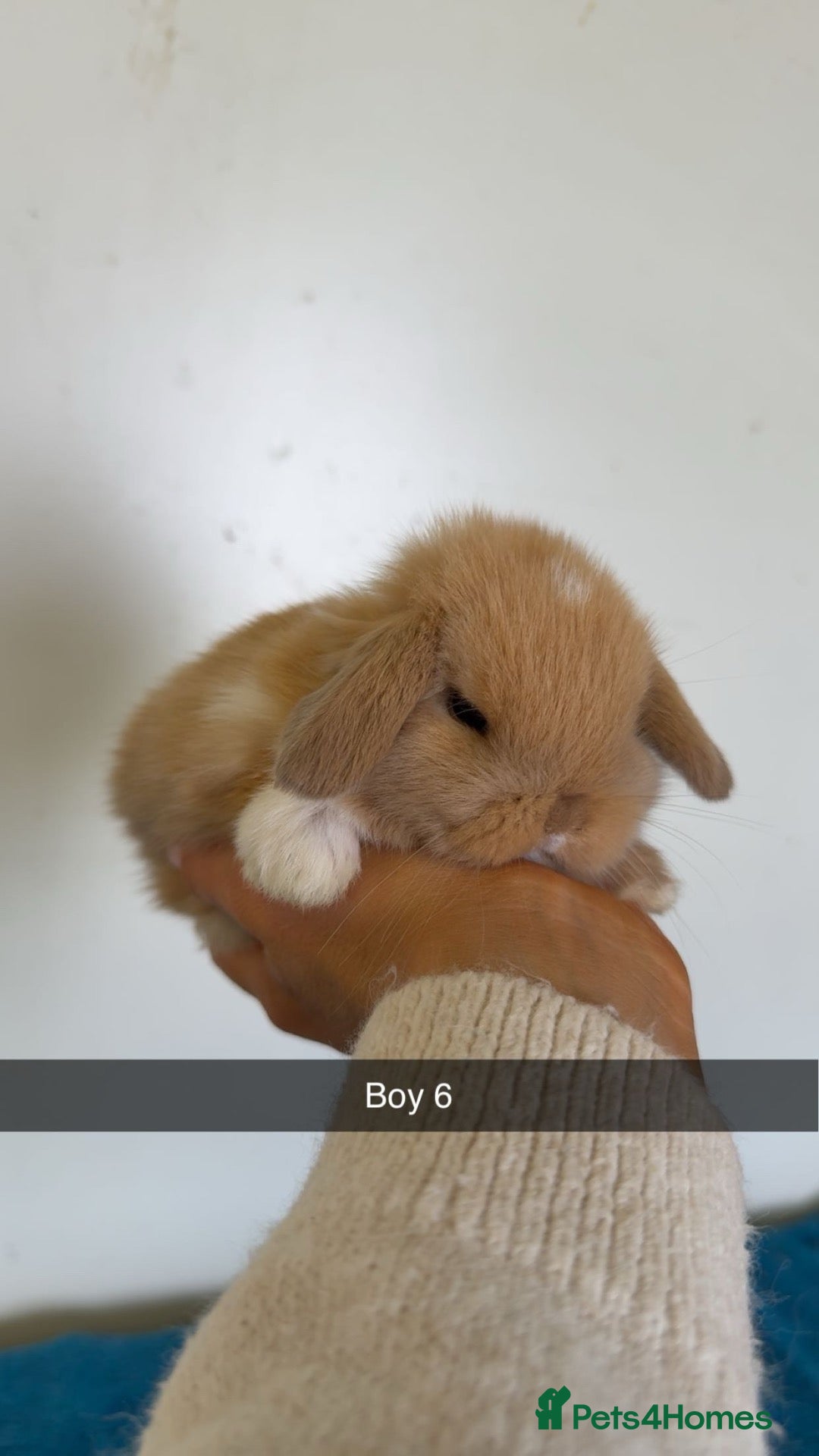 Mini Lop rabbits Pure mini lop rabbits to be reserved  - Advert 18
