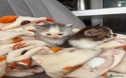 Mixed Breed cats for sale: 4 playful and funny kittens - Advert 5