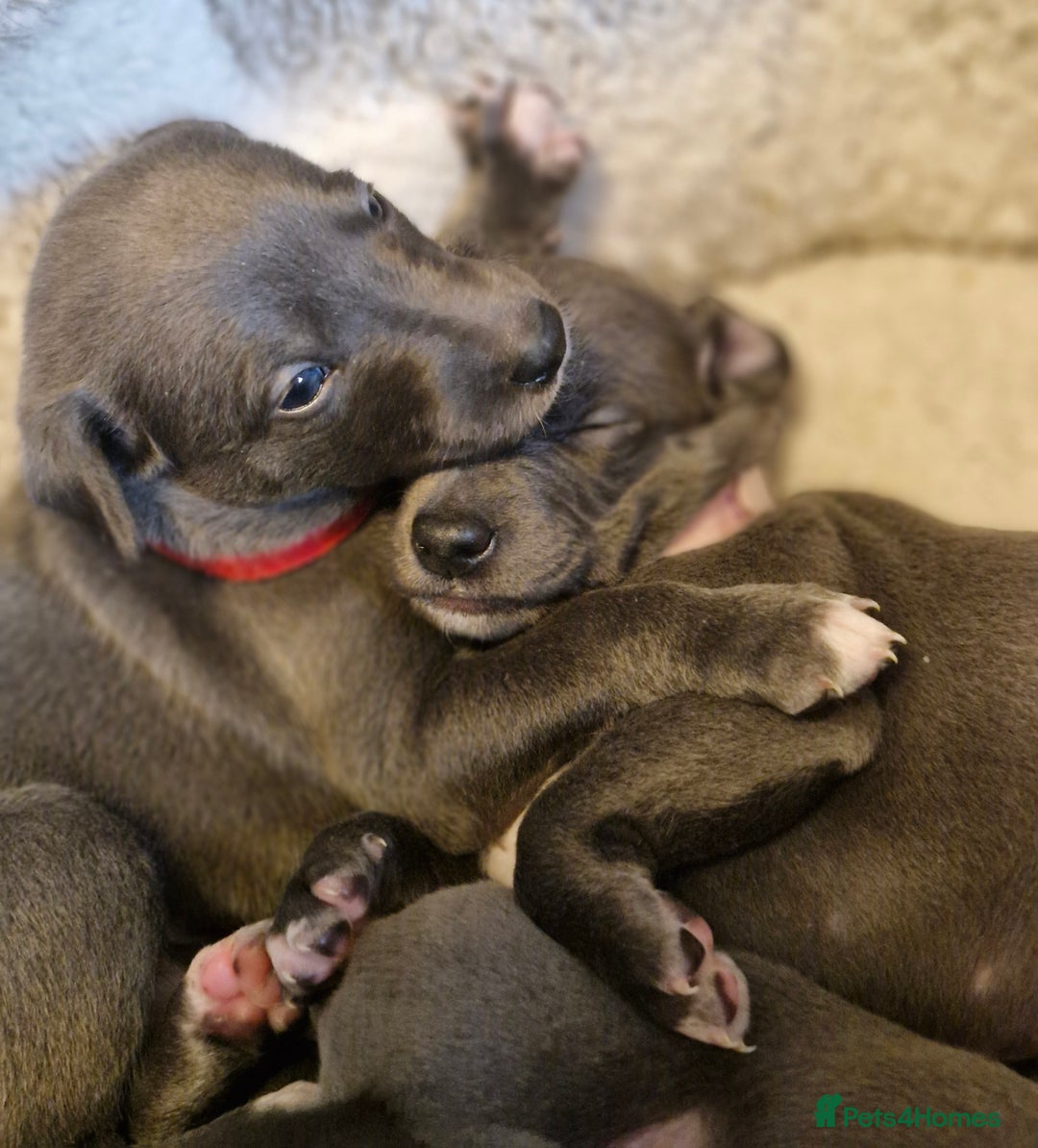 Whippet dogs for sale: Whippets - Image 7