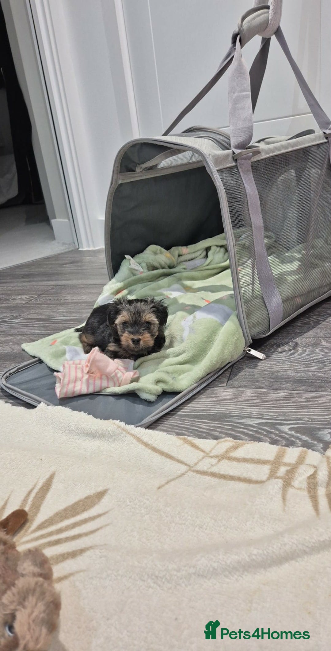 Yorkshire Terrier dogs for sale: Adorable Female Yorkie Puppy Looking for a Home 🌸 - Advert 4