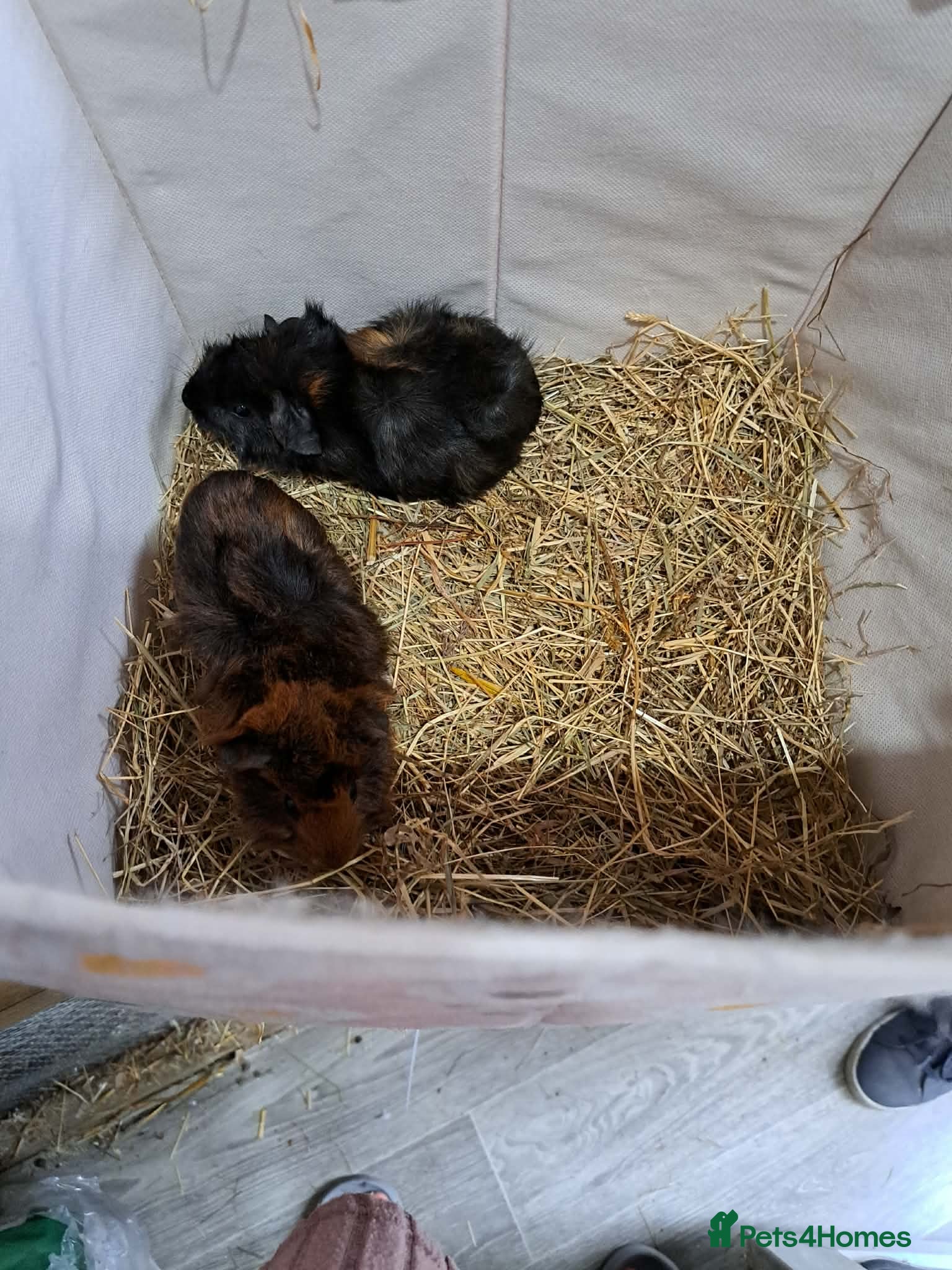 Guinea Pig rodents Baby guinea pigs - Advert 6
