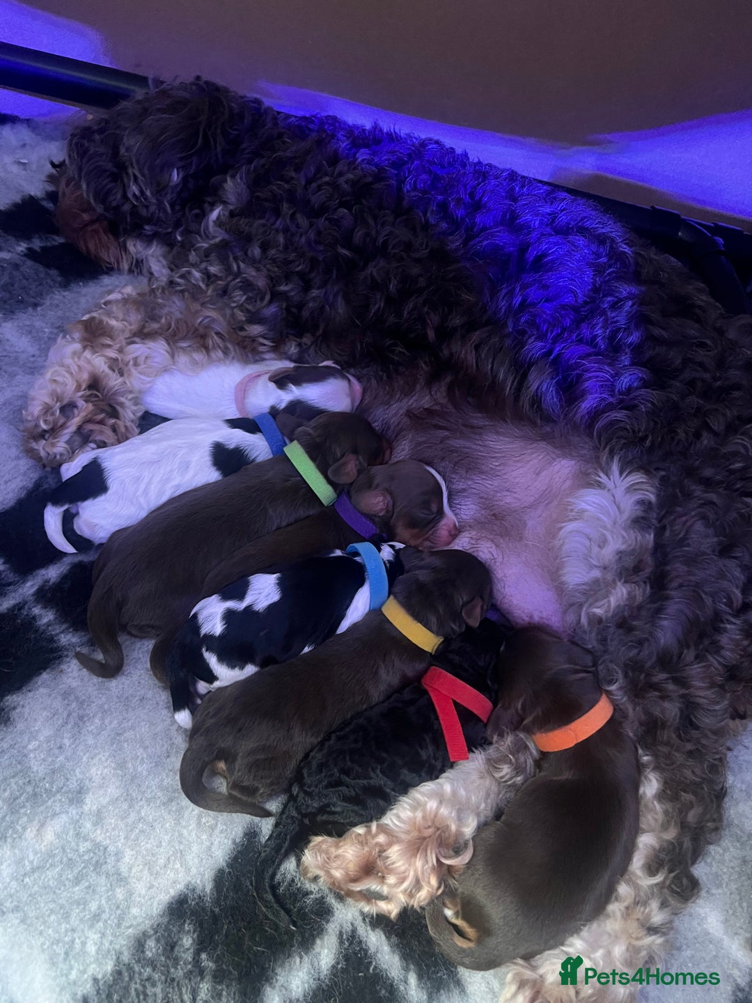 Cockapoo dogs for sale: Stunning litter of f1b cockapoo puppies  - Image 14