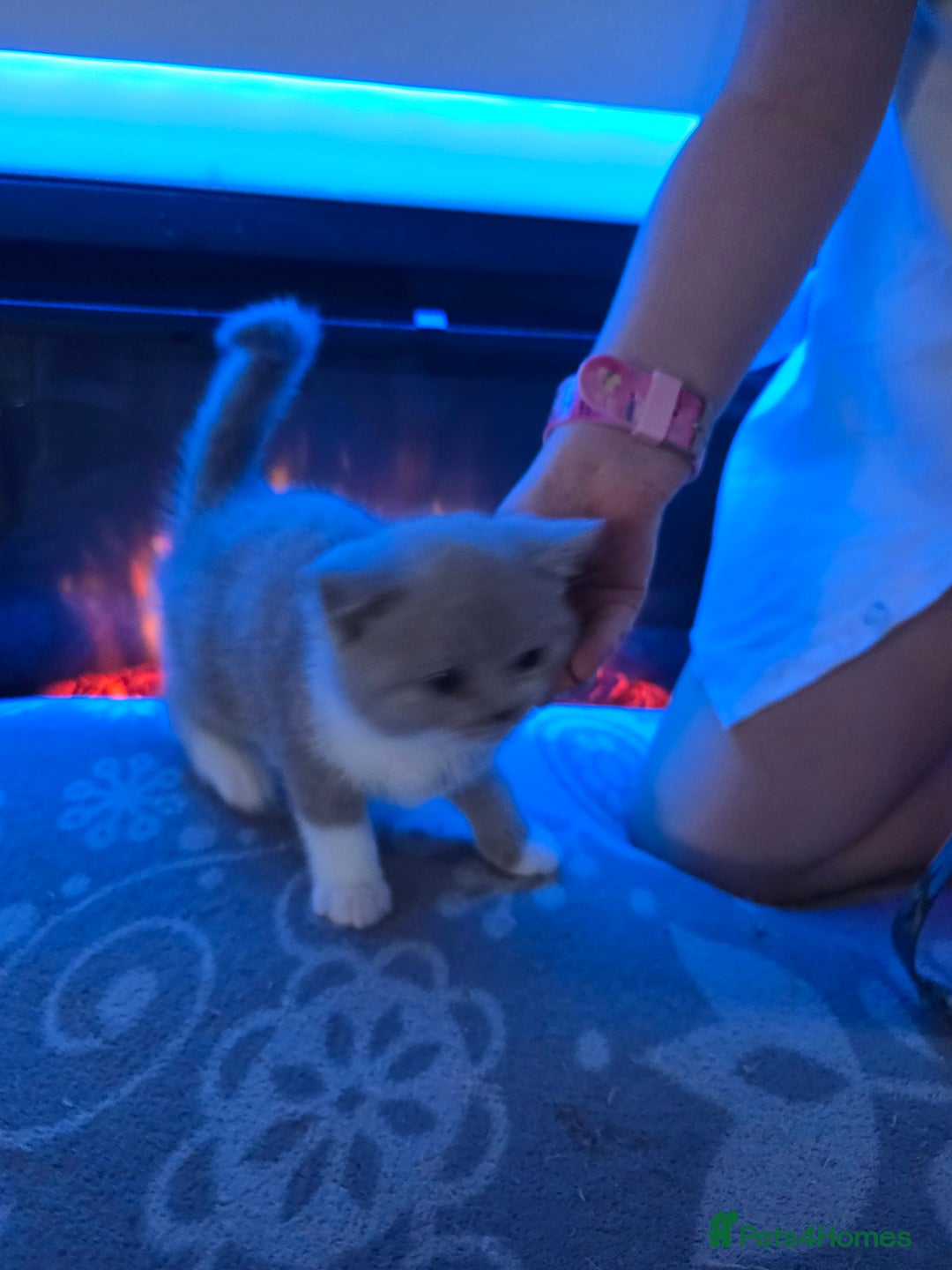 British Shorthair cats for sale: Full pedigree, British short hairs ready now. - Image 12