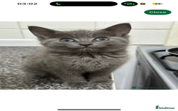 Mixed Breed cats for sale: 2 kittens  - Image 9