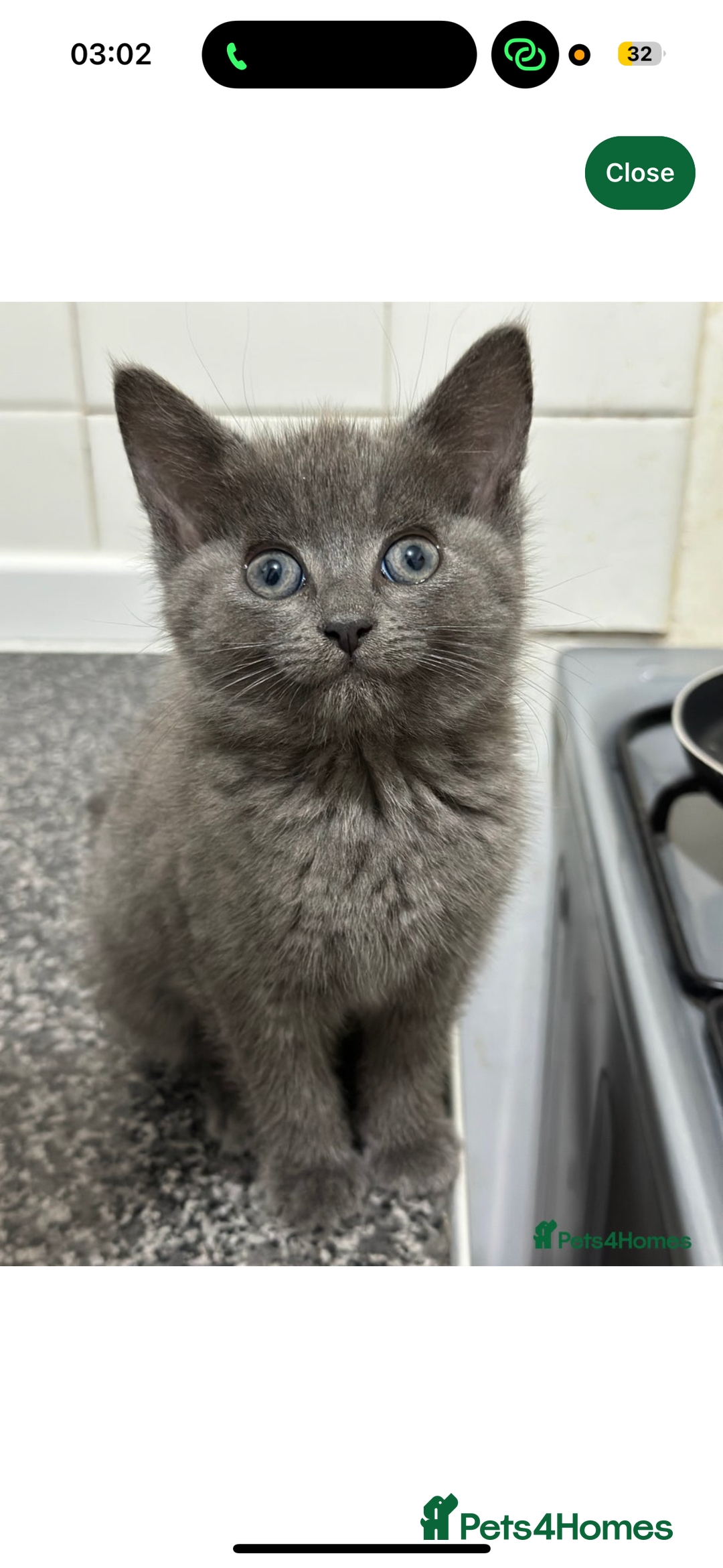 Mixed Breed cats for sale: 2 kittens  - Image 9