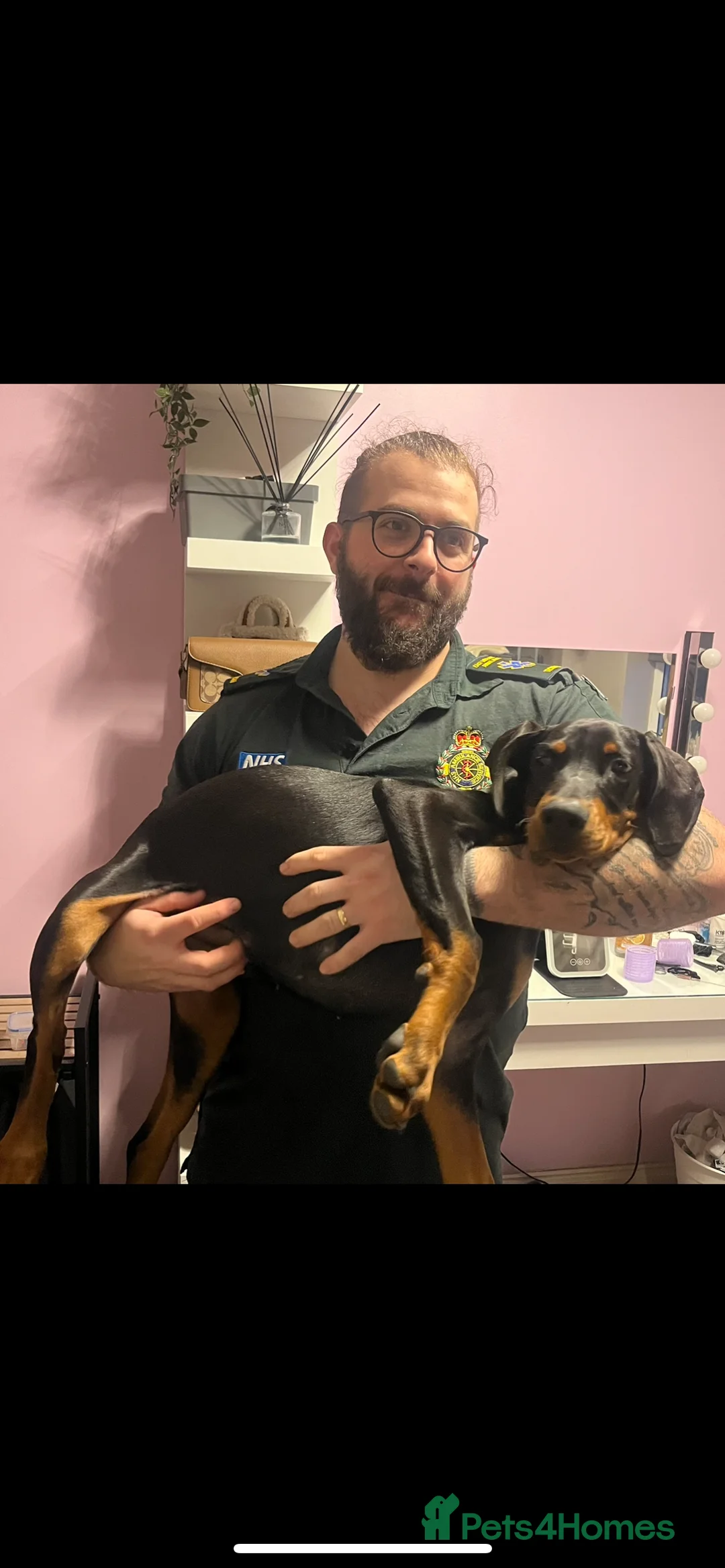 Dobermann dogs for sale: KC registered black&Tan Doberman Bitch 4 month old - Advert 5