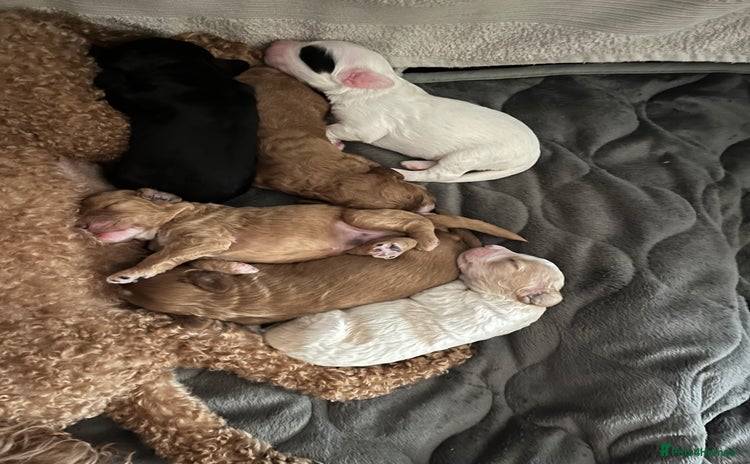 Mixed Breed dogs - Advert 2