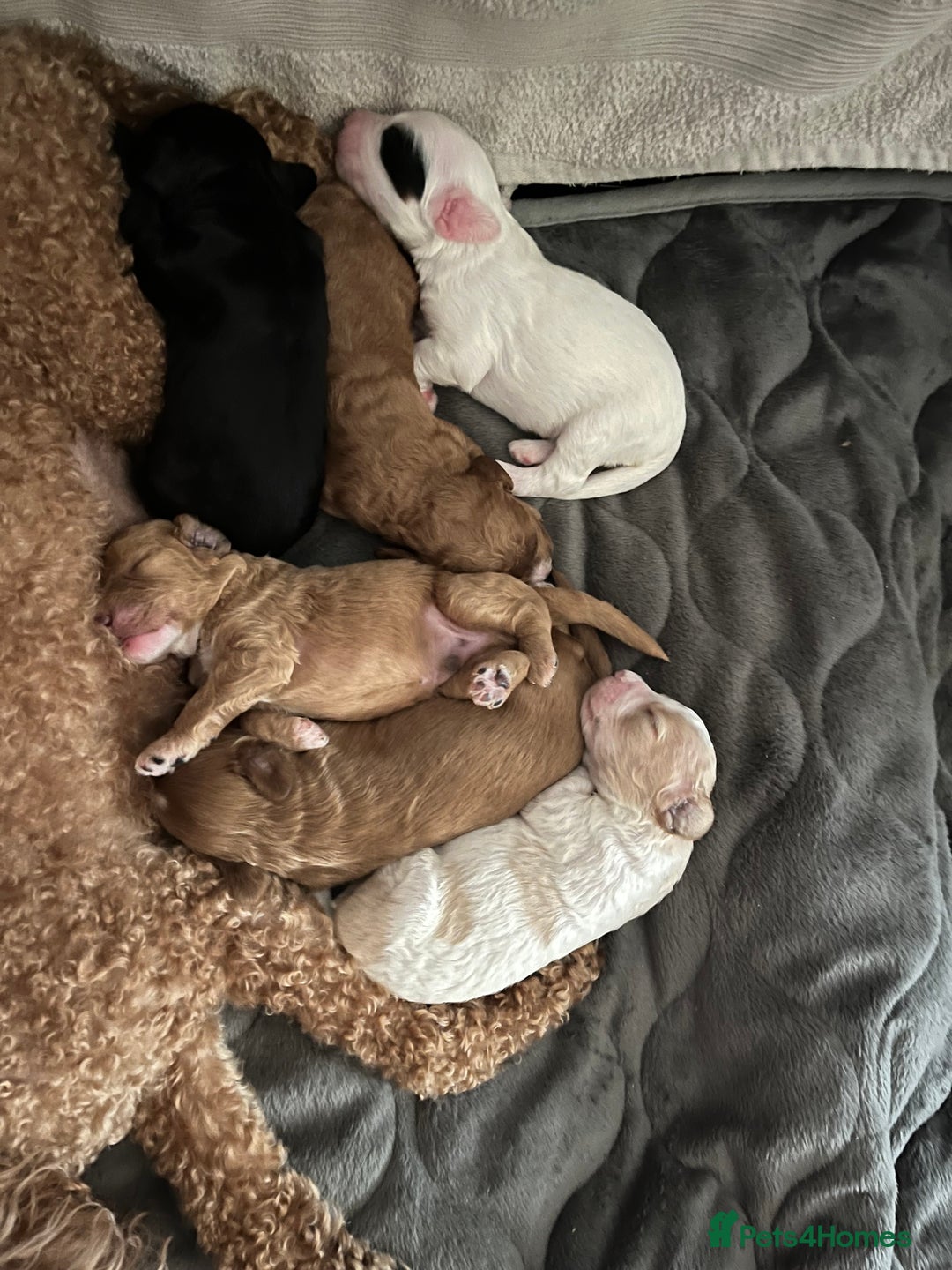 Mixed Breed dogs for sale: Beautiful puppies  - Image 1