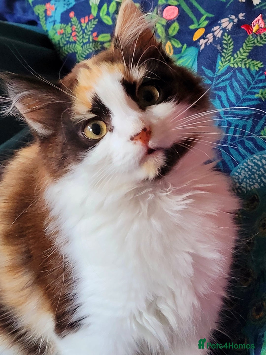 Mixed Breed cats for sale:  Rare Cinnamon Calico girl  - Advert 11