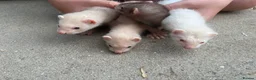 Ferret rodents for sale: Hobs  in Stanley - Advert 3