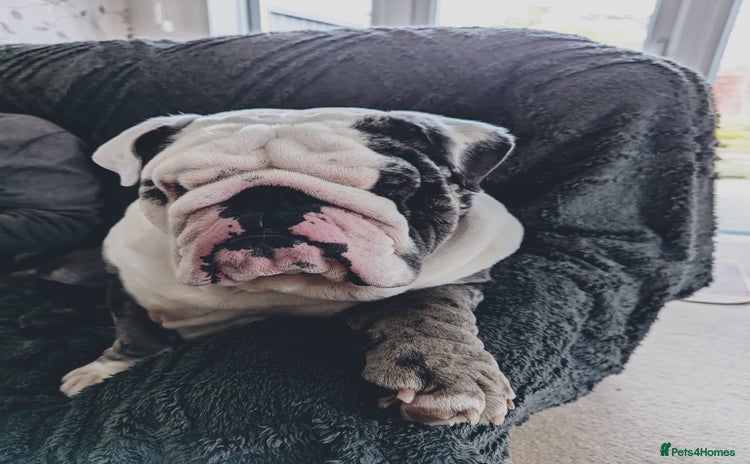 English Bulldog dogs - Advert 15