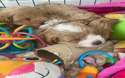 Maltipoo dogs for sale: Beautiful, health tested maltipoos  - Image 6