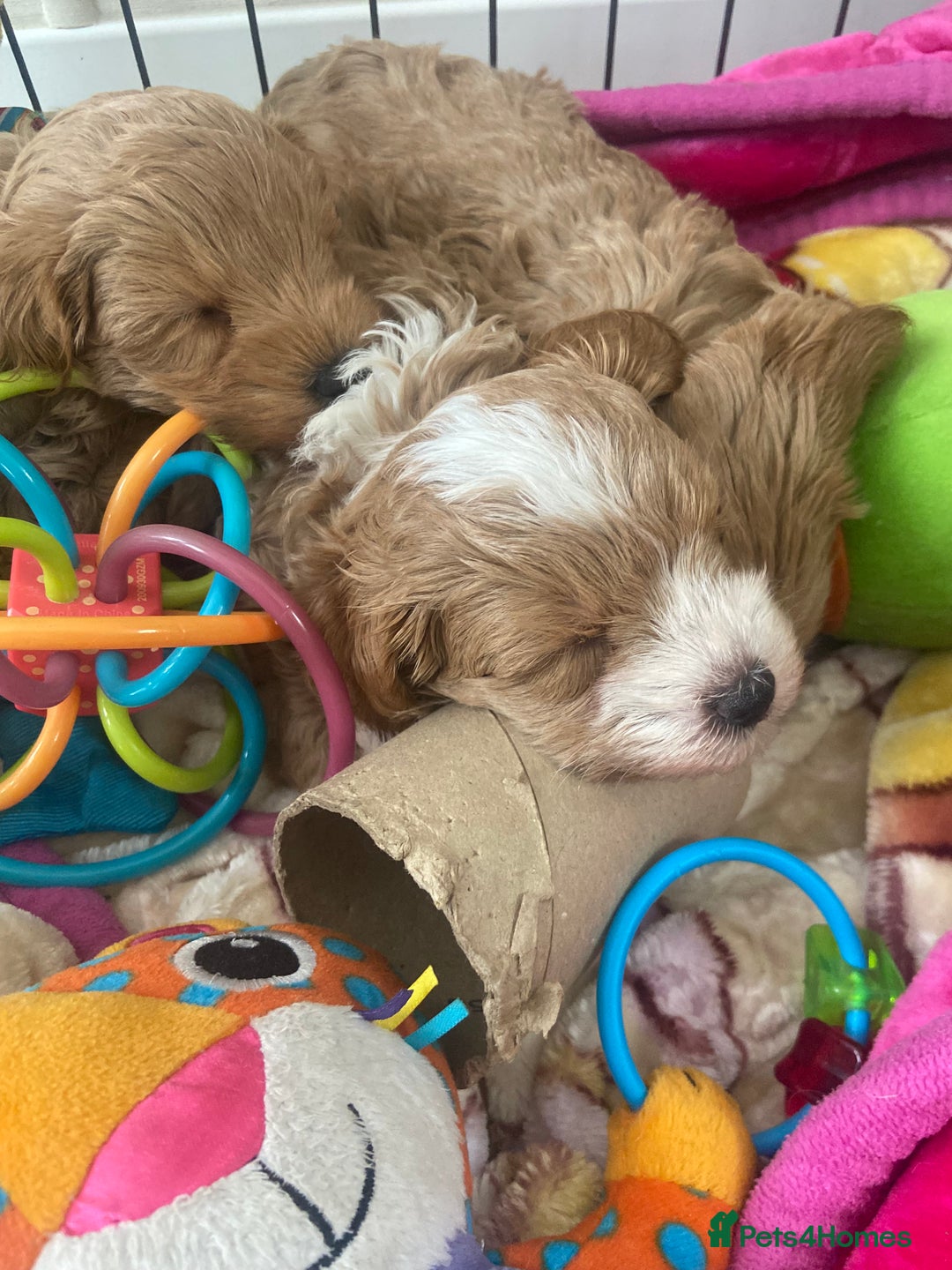 Maltipoo dogs for sale: Beautiful, health tested maltipoos  - Image 6