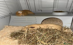 Guinea Pig rodents for sale: FREE 2 Male Guinea Pigs  - Image 4