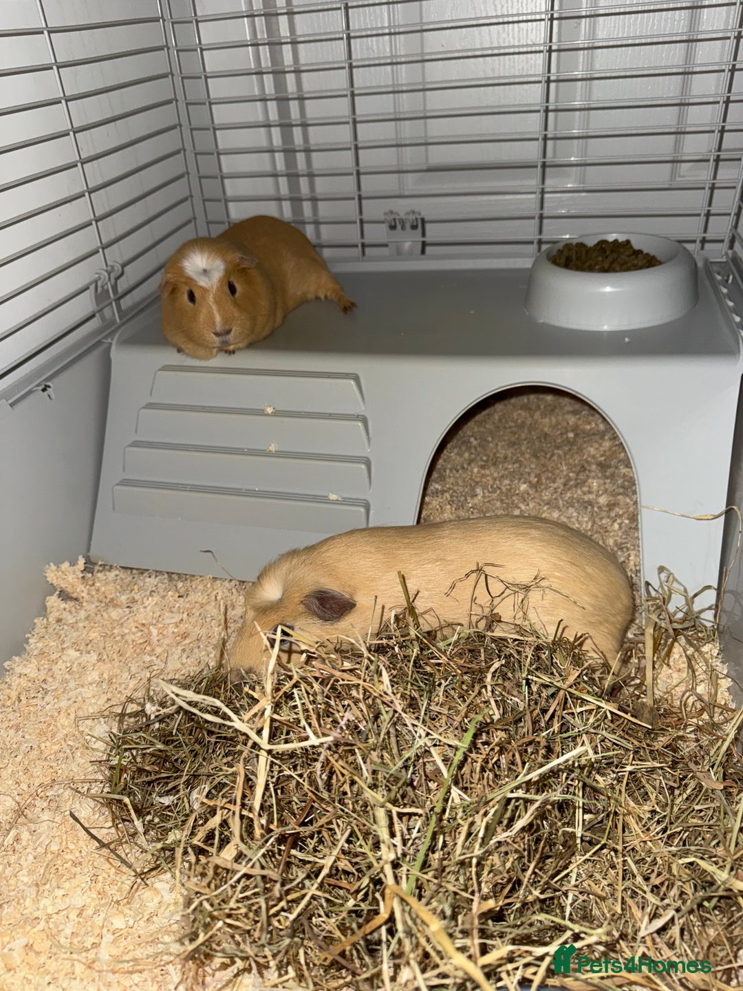 Guinea Pig rodents for sale: FREE 2 Male Guinea Pigs  - Image 4
