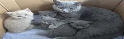 British Shorthair cats for sale: 🏆💫GCCF REGISTERED CHUNKY KITTIES💫🏆 - Advert 2