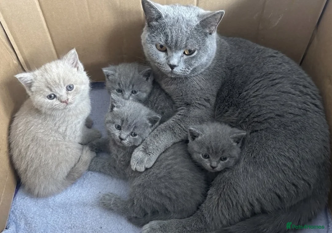 British Shorthair cats for sale: 🏆💫GCCF REGISTERED CHUNKY KITTIES💫🏆 - Advert 2