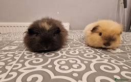 Guinea Pig rodents for sale: 2 swiss Males guinea pigs - Image 2