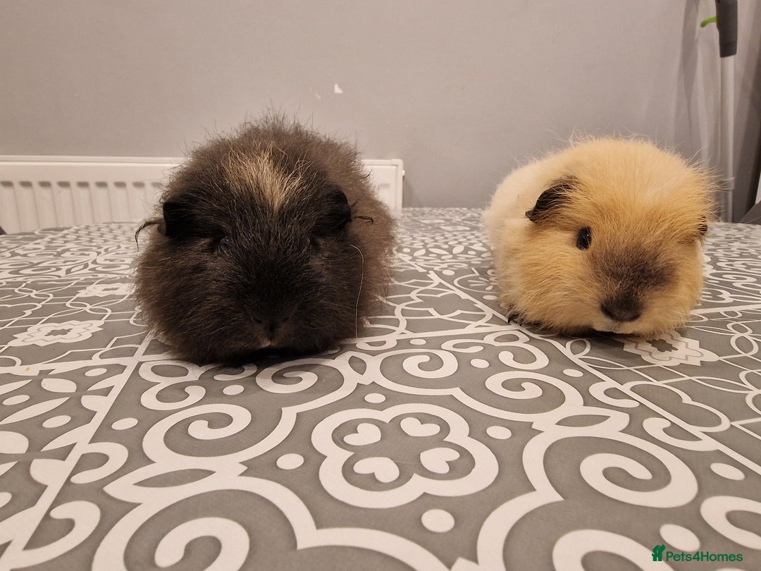 Guinea Pig rodents for sale: 2 swiss Males guinea pigs - Image 2