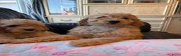Cockapoo dogs for sale: F1b cockapoos ready now 1st and 2nd vaccine  - Advert 10