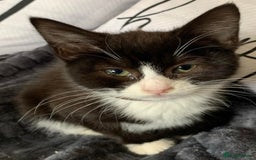 Mixed Breed cats for sale: 3 beautiful kittens - Image 6