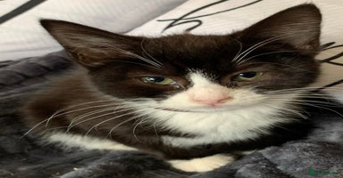 Mixed Breed cats - Advert 5