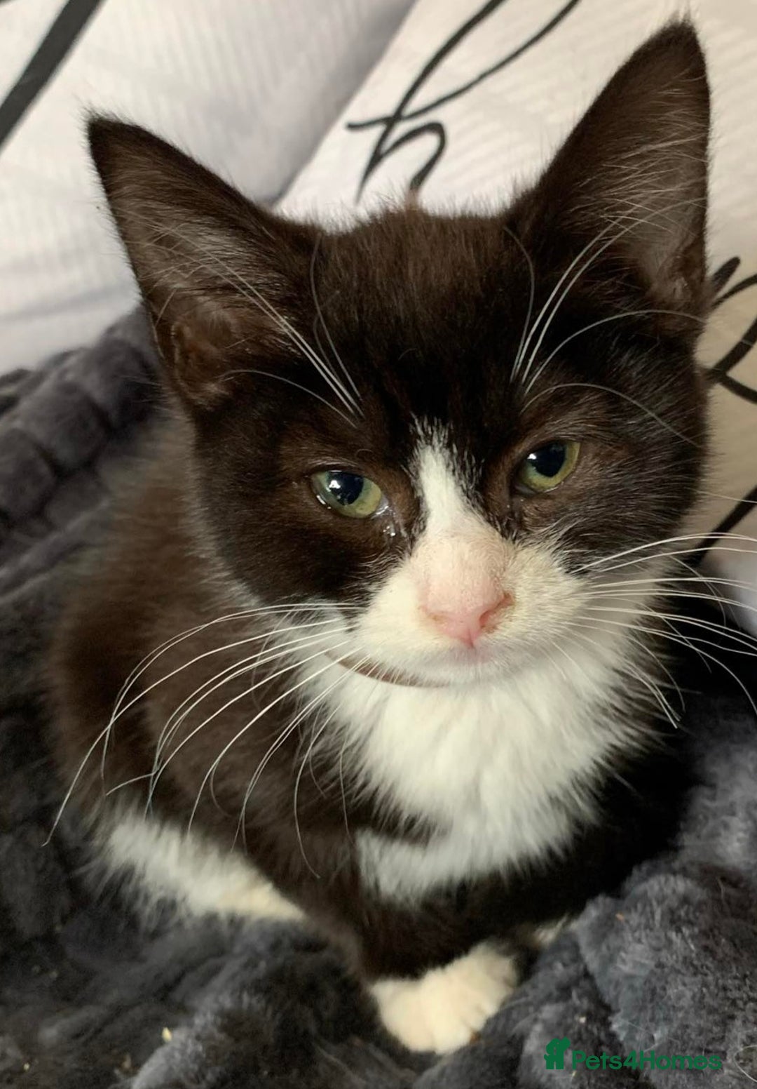 Mixed Breed cats for sale: 3 beautiful kittens - Image 6