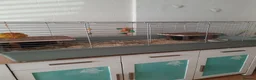Guinea Pig rodents for sale: Two female guinea pigs. in Billingshurst - Advert 8