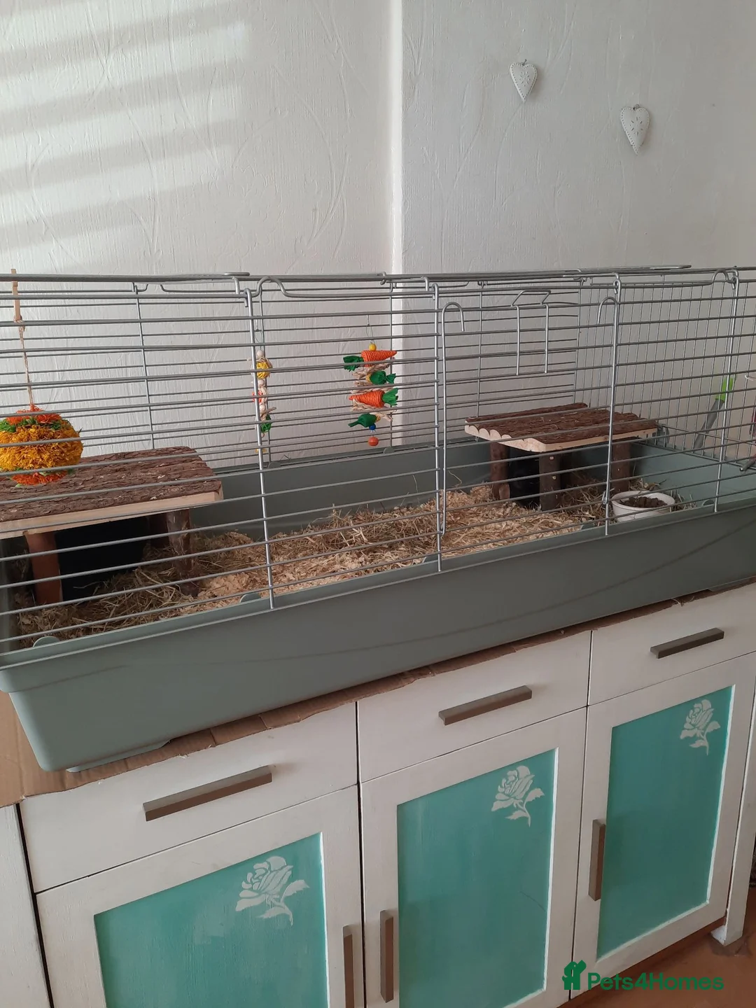 Guinea Pig rodents for sale: Two female guinea pigs. in Billingshurst - Advert 8