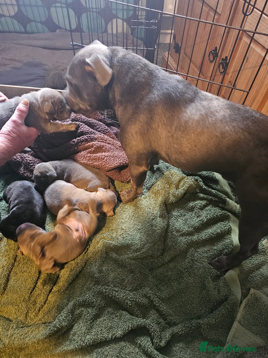 Staffordshire Bull Terrier dogs for stud: Staffordshire bull terrier  in Mansfield - Advert 4