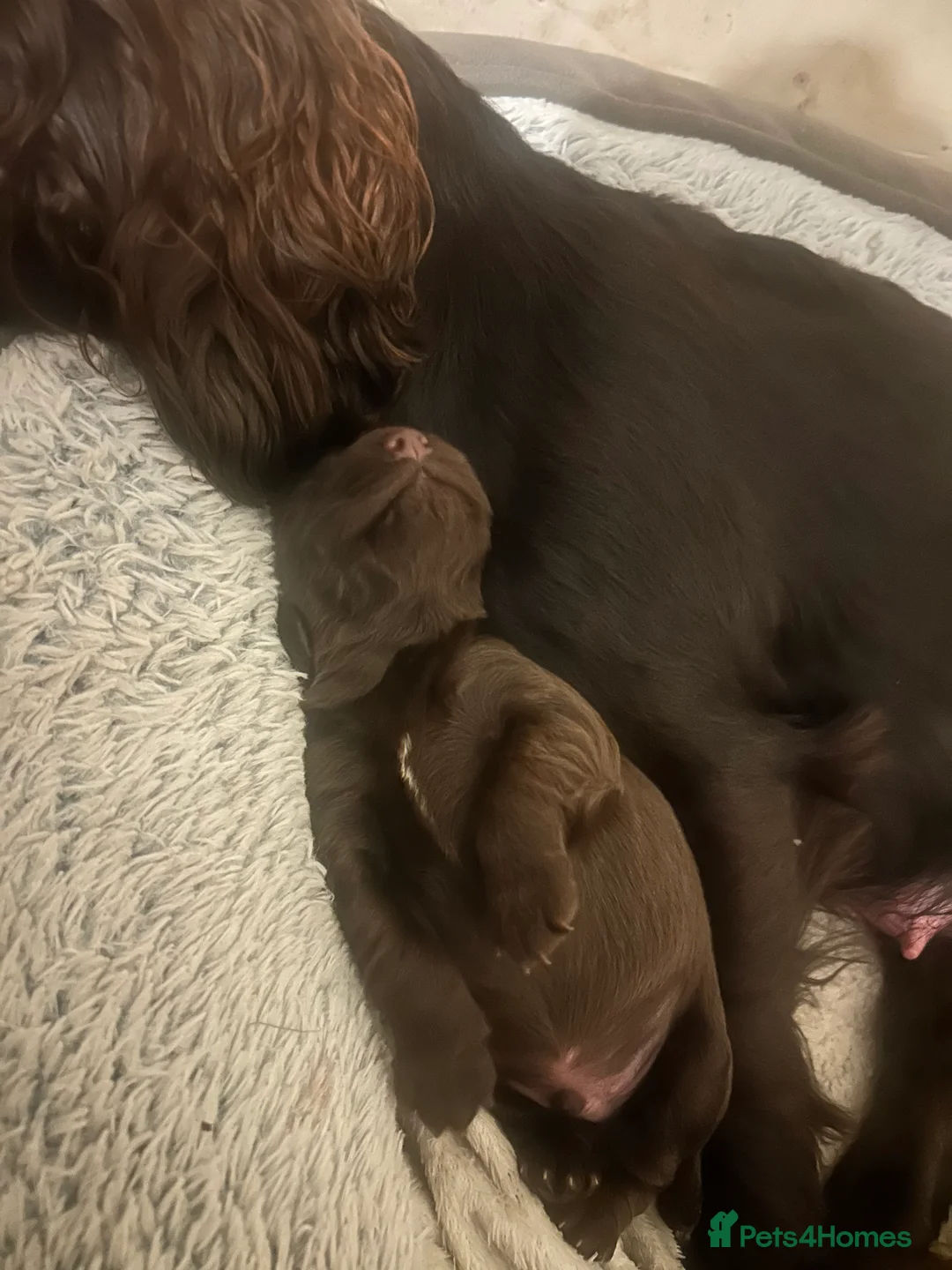 Cocker Spaniel dogs for sale: Working cocker spaniels for sale 🐾 - Advert 2