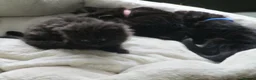 British Shorthair cats for sale: Kittens looking for a Loving Home - Advert 6
