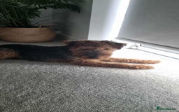 Welsh Terrier dogs for adoption: Sweet Evie looking for LOVE - Image 9