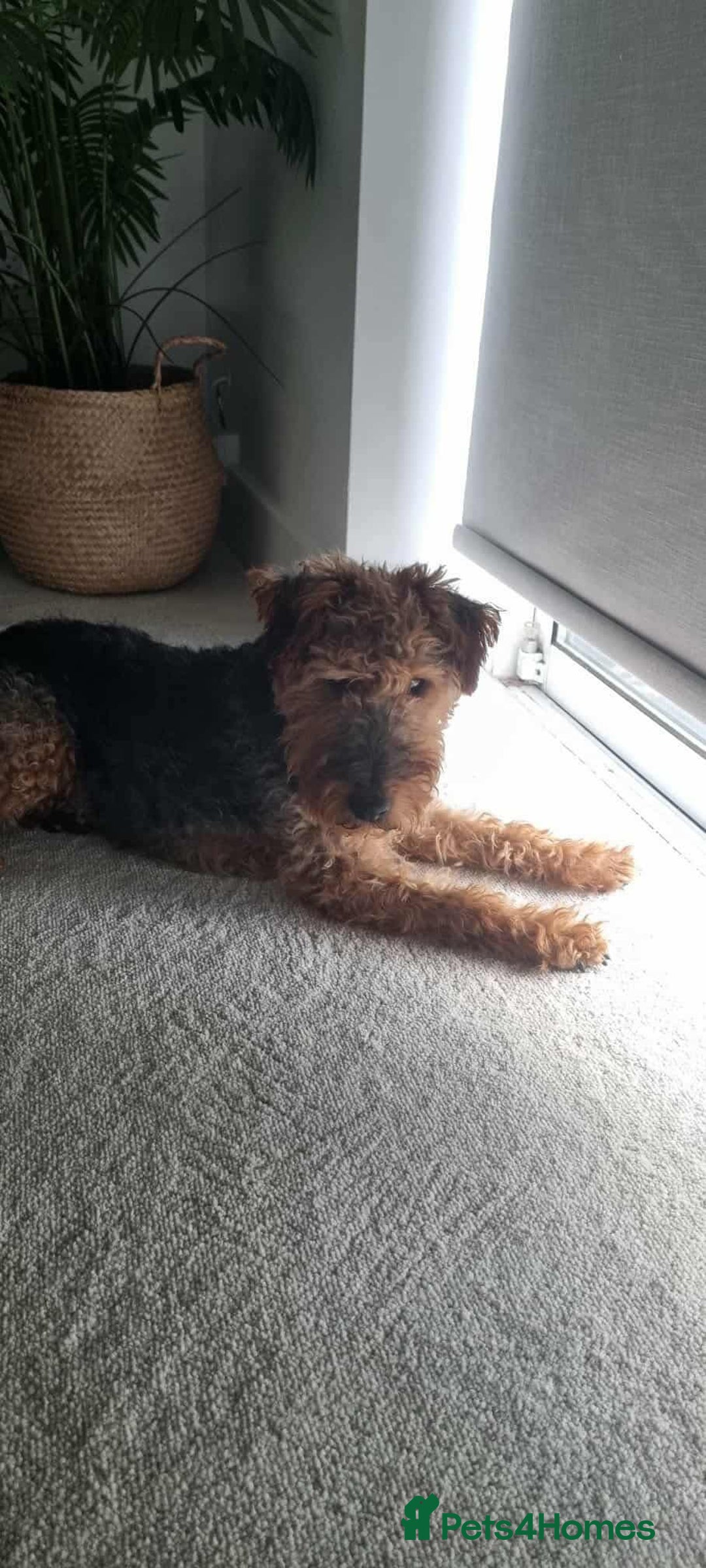 Welsh Terrier dogs for adoption: Sweet Evie looking for LOVE - Image 9