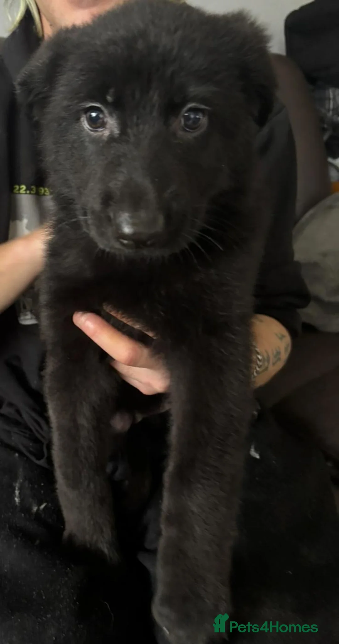 Mixed Breed dogs for sale: Intelligent & Loyal Shepadoodle Puppies - Advert 10