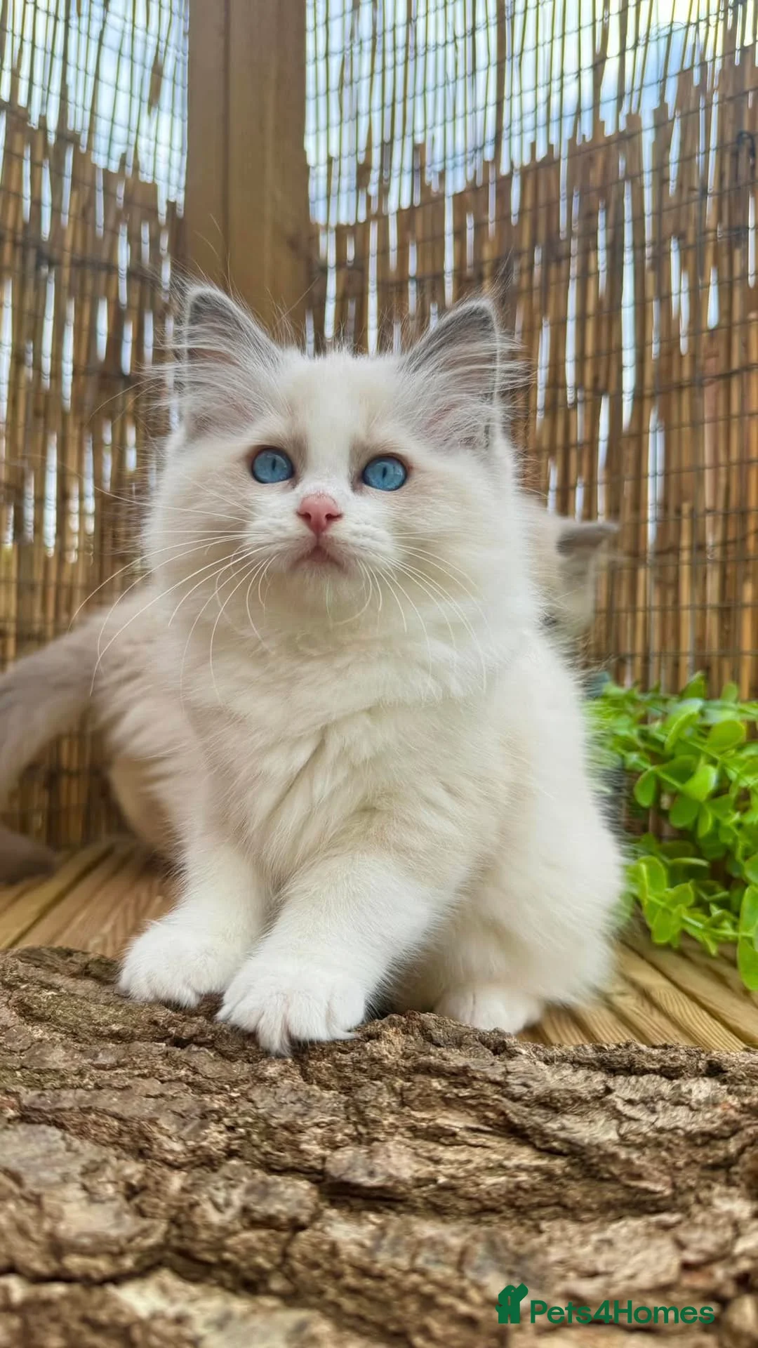 Ragdoll cats for sale: Stunning Pedigree Ragdoll Kittens for sale  in Leeds - Advert 2