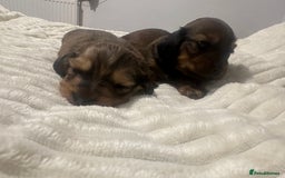 Dachshund dogs for sale:  KC Registered mini long hair Dachshund Puppies  - Image 15