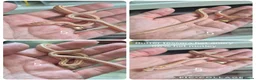 Corn Snake reptiles for sale: REDUCED PRICE Baby corn snakes ready now  - Advert 10