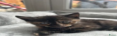 Tortie female Kitten 3