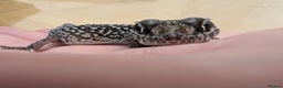 Gecko reptiles for sale: Gecko - Advert 3