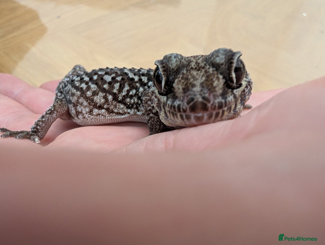 Gecko reptiles for sale: Gecko - Advert 3