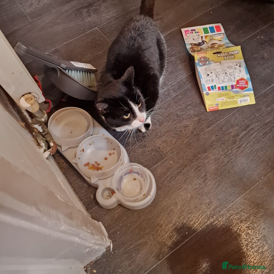 Mixed Breed cats for sale: Male cat looking for new home - Advert 2