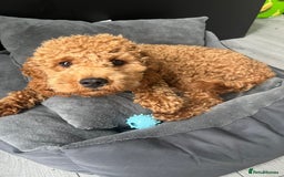 Cavapoo dogs for sale: Male Cavapoo for Sale - Image 4