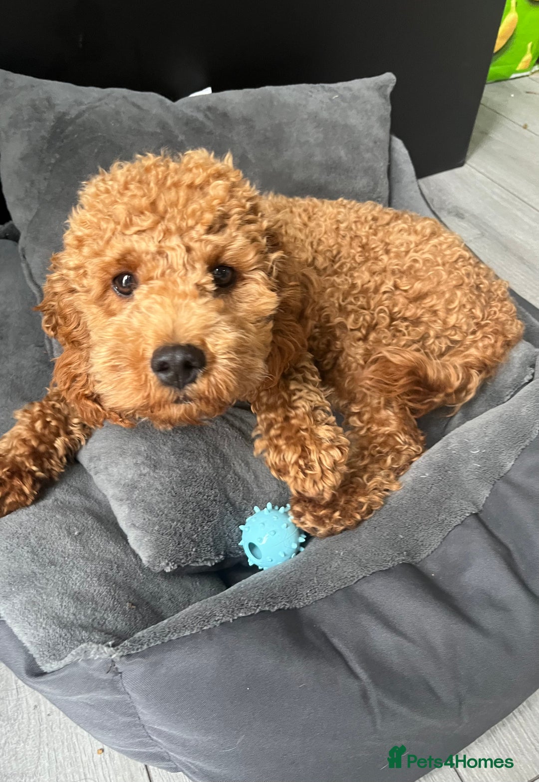 Cavapoo dogs for sale: Male Cavapoo for Sale - Image 4