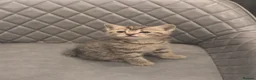 Mixed Breed cats for sale: Bengal x kitten - Advert 2